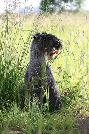 Een gezonde volwassen kerry blue terrier zittend in het lange gras