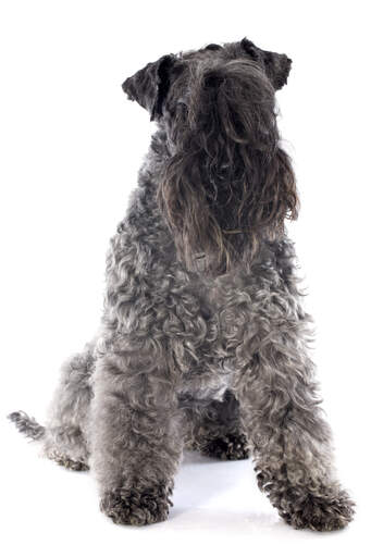 Een volwassen kerry blue terrier die pronkt met zijn mooie, lange baard en franje