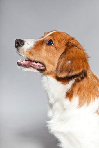 Een close up van een kooikerhondje's mooie lange neus en zachte witte vacht