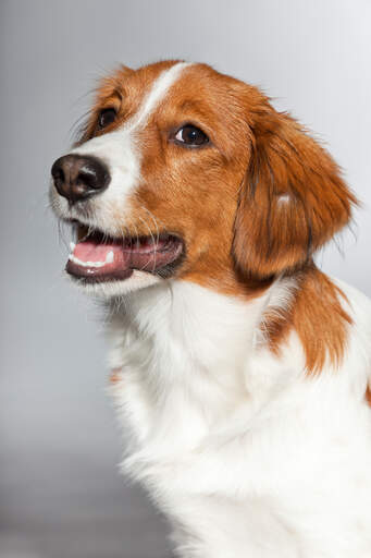 Een close up van de ongelooflijke zachte bruin-witte vacht van een kooikerhondje