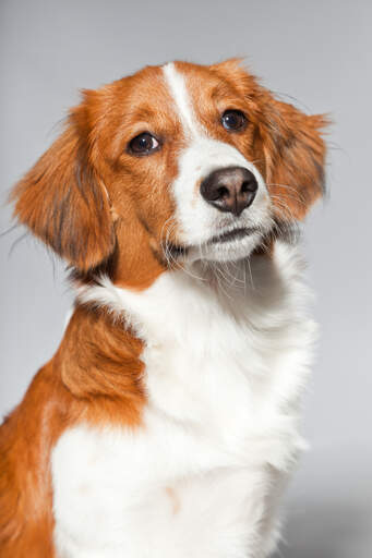 Een close up van het ongelooflijk strenge gezicht van een kooikerhondje