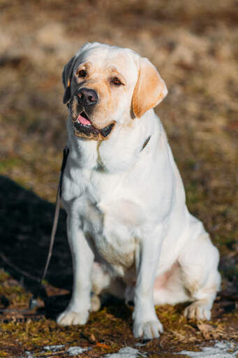 Een mooie, witte labrador retriever die netjes zit te wachten op wat aandacht