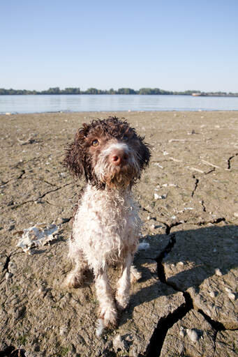 A wet laGotto romagnolo gretig om te spelen