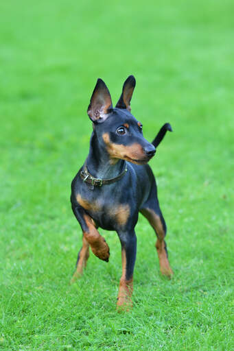 Een GorGeous dwergpinscher klaar voor een spel