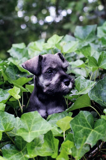 Een prachtige miniatuur schnauzer's hoofd dat uit de struiken steekt