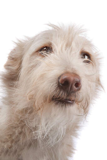 Een close up van een portugese podenGo's prachtige scruffy baard