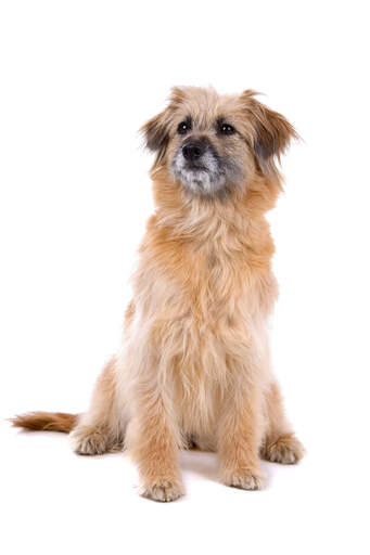 Een trotse kleine pyreneese herdershond klaar voor een commando