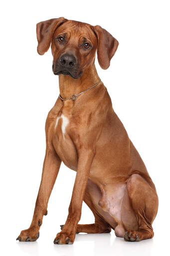 Een lieve, kleine rhodesian ridgeback puppy die heel lang en netjes zit