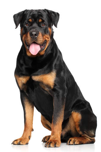 Een trots kijkende rottweiler die netjes zit te wachten op een commando