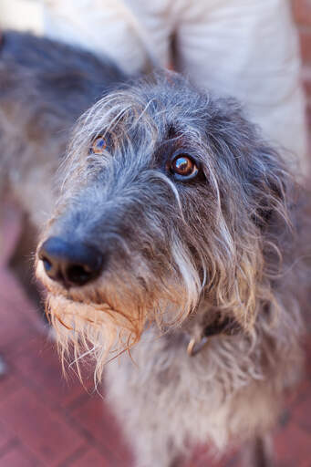 Een schattige deerhound die laat zien dat zelfs grote honden een leuke kant hebben