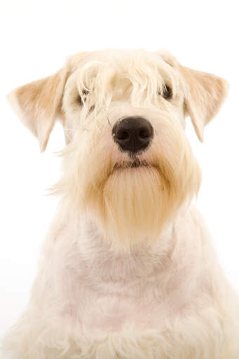 Een schattige kleine sealyham terriër, pronken met zijn mooie blonde pony en baard