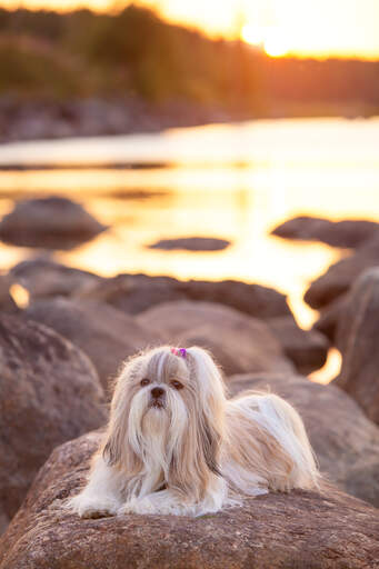 Een shih tzu met een mooie, lange vacht die op een rots ligt