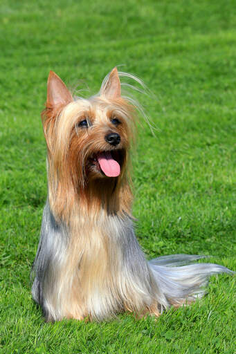 Een gelukkige australische silky terrier klaar om te spelen