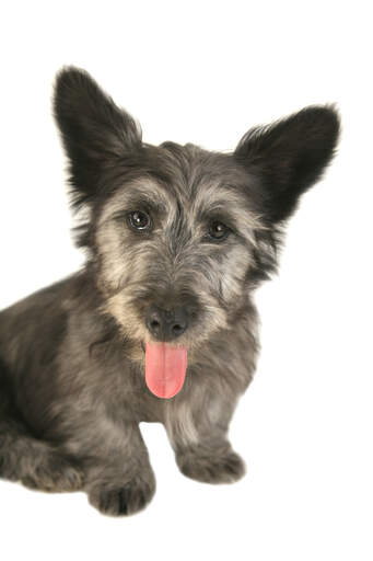 Een close up van de ongelofelijke grote, zachte oren van een skye terrier