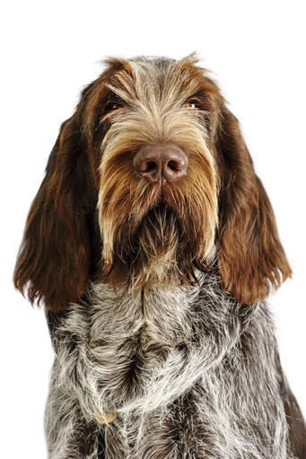 Een close up van de prachtig verzorgde vacht van een spinone italiano