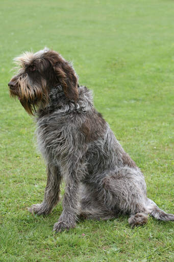 Een mooie volwassen spinone italiano die netjes zit te wachten op een bevel van zijn baasje