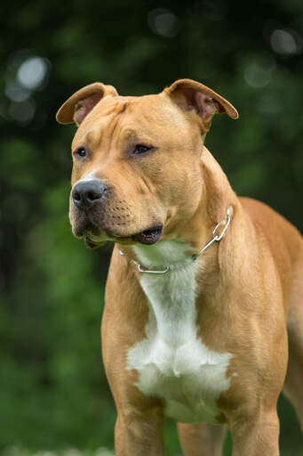 Een close up van een staffordshire bull terrier's mooie strenge gezicht