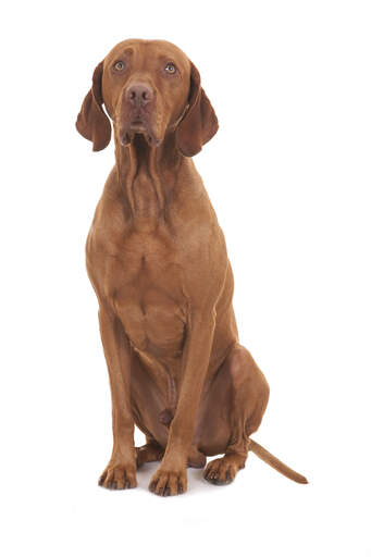 Een mooie volwassen mannelijke vizsla die heel hoog en netjes zit, wachtend op een commando