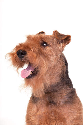 Een close up van de baard en flaporen van een welsh terrier