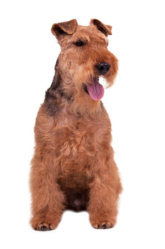 Een volwassen mannelijke welsh terrier die geduldig zit te wachten op een commando