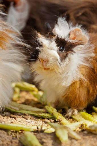 Een schattige kleine abessijnse cavia met een lange ruige vacht