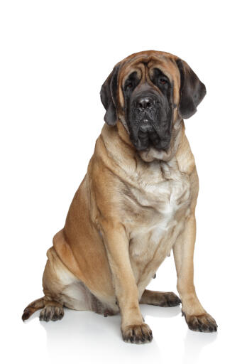 Mastiff-wit-achtergrond