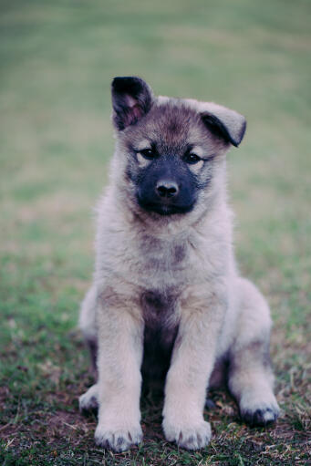 Norwegian-elkhound-puppy