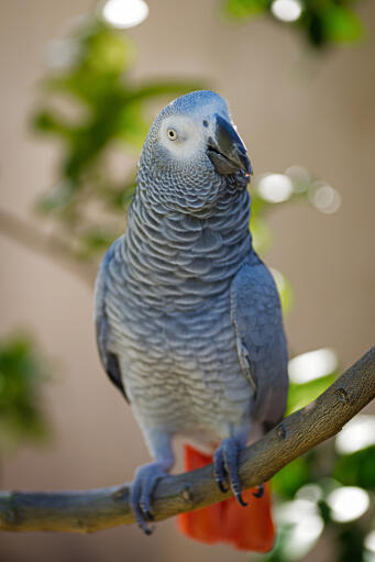 Het mooie, witte gezicht van een afrikaanse grijze papegaai