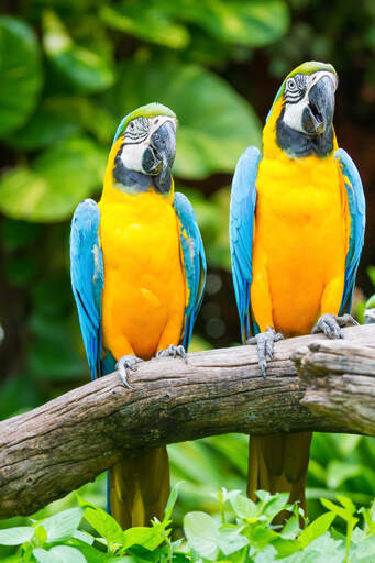 Twee blauwe en gele ara's op een tak