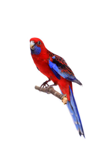 Een karmozijnrode rosella neergestreken op een tak, met een prachtig kleurenpatroon