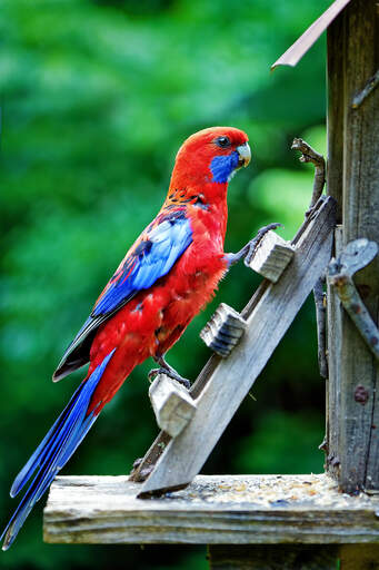 Een mooie karmozijnrode rosella, klimt omhoog in zijn huis