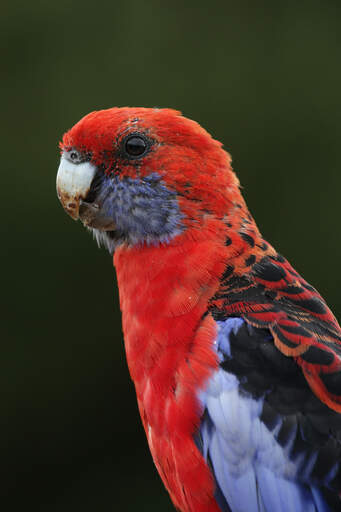 Een close up van de donkere ogen van een mooie karmozijnrode rosella