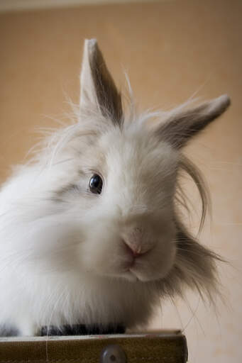 Een leeuwenkop konijn met grote witte pluizige vacht op zijn hoofd