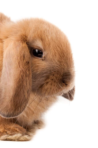 Een close up van een mini lop konijnen mooie korte neus