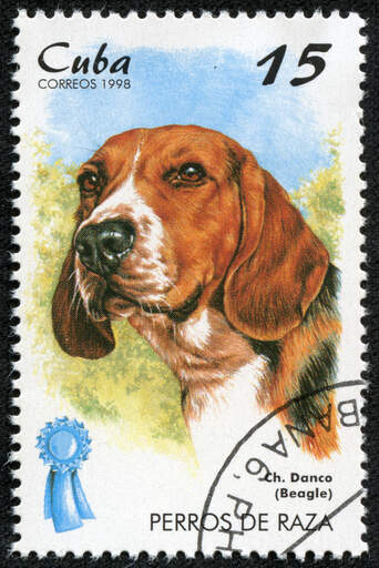 Een beagle op een cubaanse postzegel