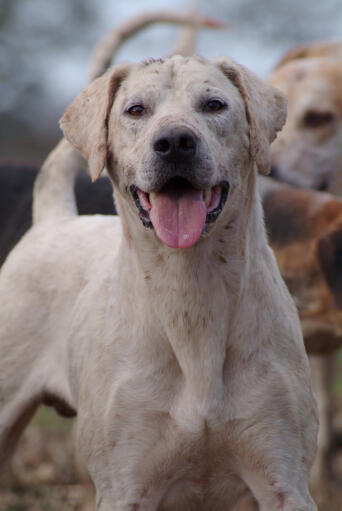 Een close up van het mooie, sterke hoofd van een engelse foxhound