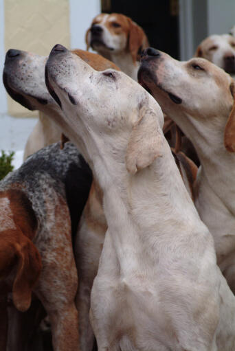 Een groep engelse foxhounds die hun gevoelige neuzen gebruiken