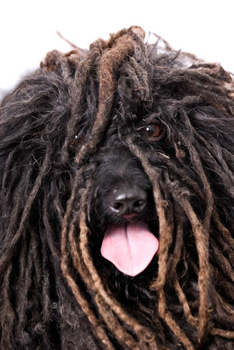 Een close up van een puli's ongelooflijke dreadlock vacht