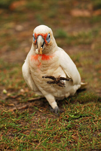 Een kleine corella's ongelooflijke wit en roze veren patroon