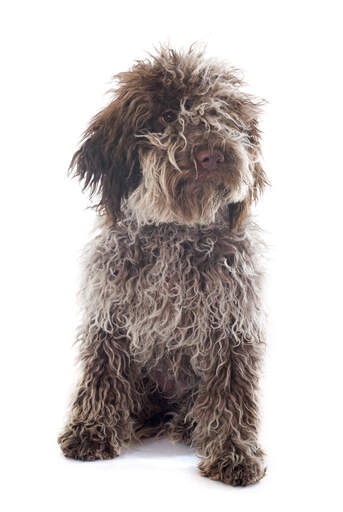 Een schattige laGotto romagnolo pup met een schattige neus en ruige vacht