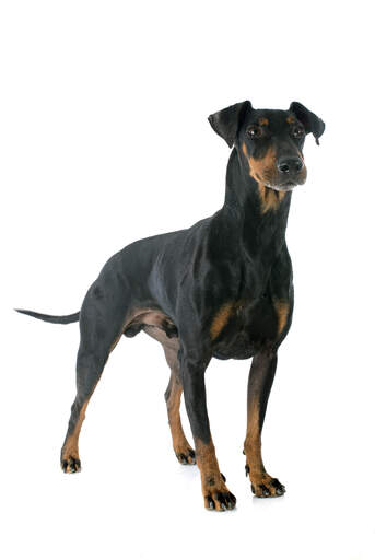 Een volwassen manchester terrier die zijn gespierde lichaam laat zien