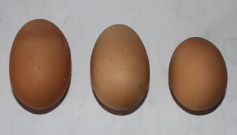 Variërende groottes van eieren van 3 van mijn ex-batterijmeisjes