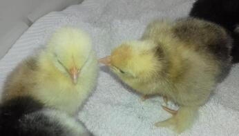 Pekin Chicks - 2 dagen oud