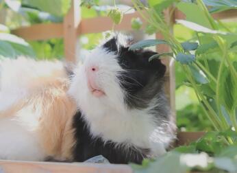 Cavia's houden van verkennen.