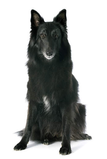 Een mooie belgische herdershond (groenendaeler) zittend