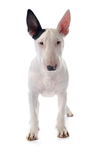 Een witte bull terrier pup met een zwart oor