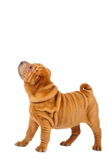 Een jonge en rimpelige chinese shar pei pup, pronken met zijn zachte vacht