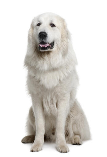 Een pyreneese berghond met een dikke, zachte, witte vacht, hijgend