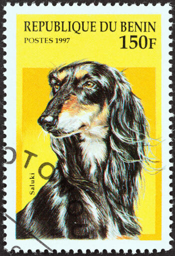 Een afghaanse jachthond op een west-afrikaanse postzegel