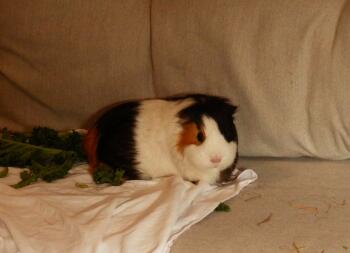 Dit is mijn schattige cavia genaamd Truffle